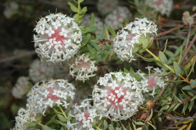 APII jpeg image of Pimelea avonensis  © contact APII