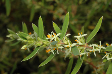 APII jpeg image of Pimelea cremnophila  © contact APII