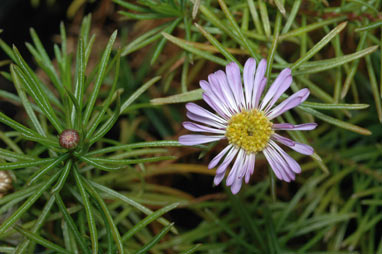 APII jpeg image of Tetramolopium sp. Mt. Bowen (D.G.Fell+ DGF1224)  © contact APII