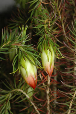 APII jpeg image of Darwinia wittwerorum  © contact APII