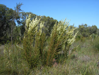 APII jpeg image of Grevillea curviloba subsp. curviloba  © contact APII