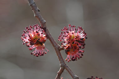 APII jpeg image of Ulmus procera  © contact APII