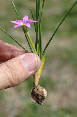 APII jpeg image of Romulea rosea var. australis  © contact APII