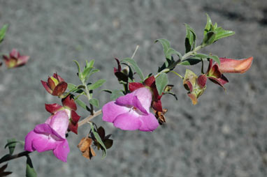 APII jpeg image of Eremophila 'Pink Perfection'  © contact APII