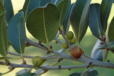 APII jpeg image of Ficus rubiginosa  © contact APII