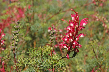 APII jpeg image of Grevillea georgeana  © contact APII