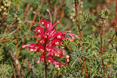 APII jpeg image of Grevillea georgeana  © contact APII