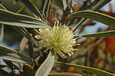 APII jpeg image of Hakea cinerea  © contact APII