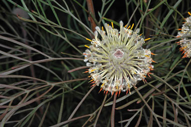 APII jpeg image of Isopogon dawsonii  © contact APII