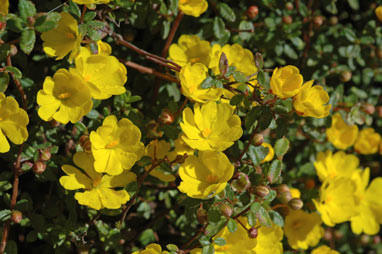 APII jpeg image of Hibbertia empetrifolia  © contact APII