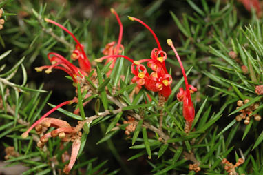 APII jpeg image of Grevillea 'Poorinda Adorning'  © contact APII