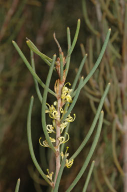 APII jpeg image of Hakea rugosa  © contact APII