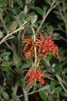 APII jpeg image of Grevillea diminuta  © contact APII