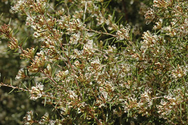 APII jpeg image of Grevillea australis 'Cara Lynn'  © contact APII