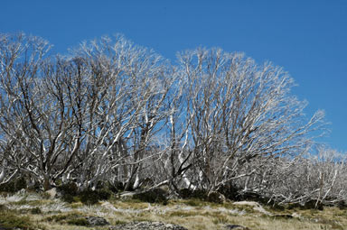 APII jpeg image of Eucalyptus pauciflora  © contact APII