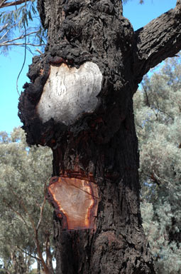 APII jpeg image of Eucalyptus sideroxylon  © contact APII