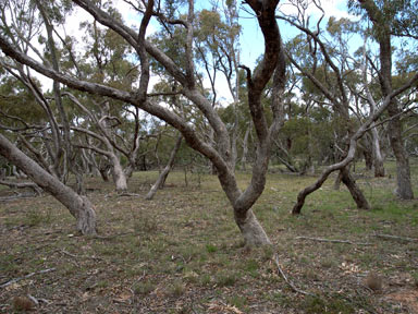 APII jpeg image of Eucalyptus bridgesiana  © contact APII