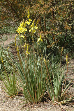 APII jpeg image of Bulbine glauca  © contact APII