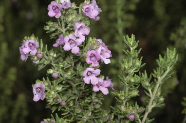 APII jpeg image of Prostanthera denticulataa  © contact APII