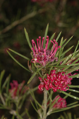 APII jpeg image of Grevillea confertifolia  © contact APII