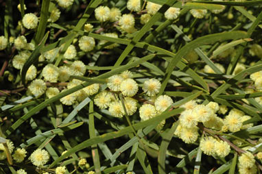 APII jpeg image of Acacia viscidula  © contact APII