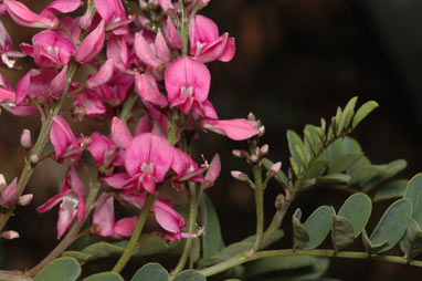 APII jpeg image of Indigofera australis  © contact APII