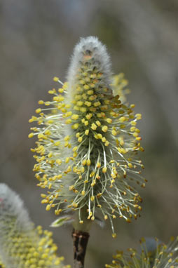 APII jpeg image of Salix myricoides  © contact APII