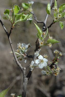 APII jpeg image of Prunus cerasus  © contact APII