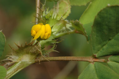 APII jpeg image of Medicago polymorpha  © contact APII