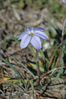 APII jpeg image of Ipheion uniflorum  © contact APII