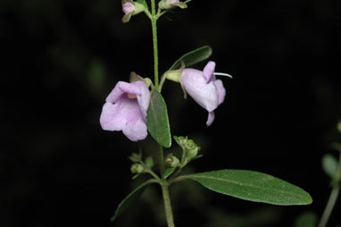 APII jpeg image of Prostanthera ovalifolia  © contact APII