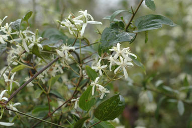 APII jpeg image of Clematis glycinoides  © contact APII