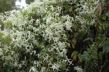 APII jpeg image of Clematis glycinoides  © contact APII