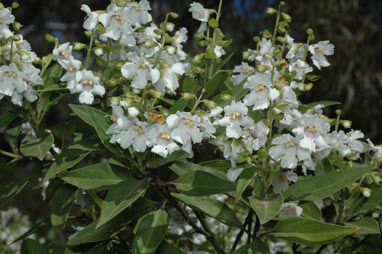 APII jpeg image of Prostanthera petraea  © contact APII