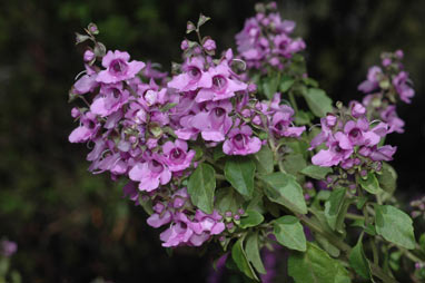 APII jpeg image of Prostanthera incisa  © contact APII