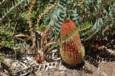 APII jpeg image of Banksia blechnifolia  © contact APII