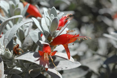 APII jpeg image of Eremophila glabra (Murchison River form)  © contact APII