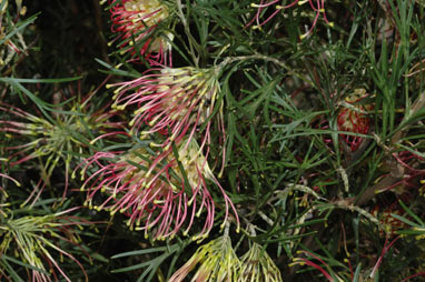 APII jpeg image of Grevillea 'Winpara Gold'  © contact APII