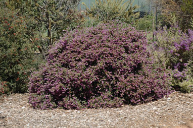 APII jpeg image of Thomasia purpurea  © contact APII