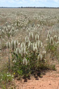 APII jpeg image of Ptilotus nobilis  © contact APII