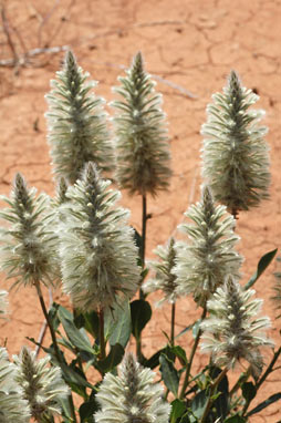 APII jpeg image of Ptilotus nobilis  © contact APII