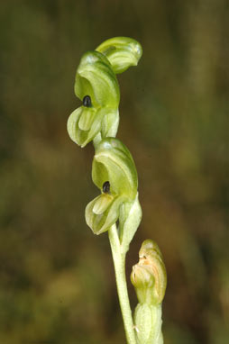 APII jpeg image of Hymenochilus bicolor  © contact APII