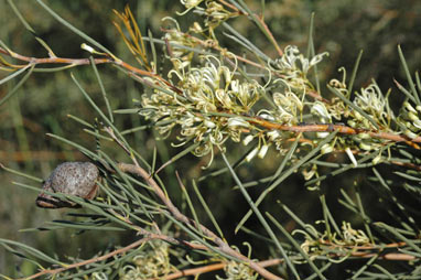 APII jpeg image of Hakea tephrosperma  © contact APII