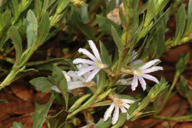 APII jpeg image of Scaevola humilis  © contact APII