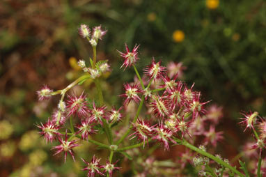 APII jpeg image of Daucus glochidiatus  © contact APII