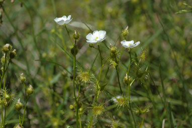 APII jpeg image of Drosera hookeri  © contact APII