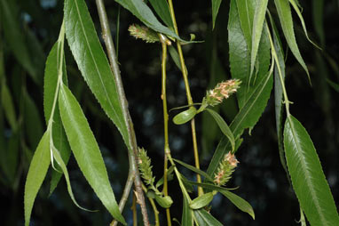 APII jpeg image of Salix babylonica  © contact APII