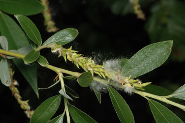 APII jpeg image of Salix alba var. vitellina  © contact APII