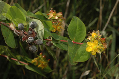 APII jpeg image of Hypericum androsaemum  © contact APII