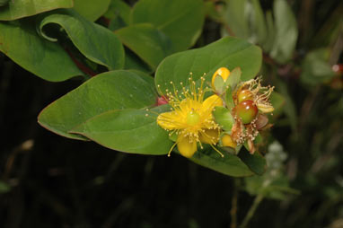 APII jpeg image of Hypericum androsaemum  © contact APII